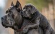 King Cane Corso